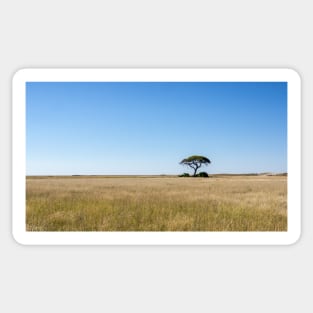 Tree on the plain. Sticker